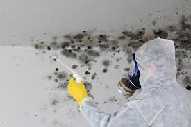  Enosburg Falls, VT Mold Remediation Pros